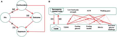 A bi-directional Mendelian randomization study of sarcopenia-related traits and type 2 diabetes mellitus